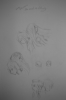 DSC02053.jpg
