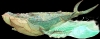 Filename=ToH_whale.png
Filesize=2119KiB
Dimensions=2280x910
Date added=Jul 17, 2008 ToH_whale.png