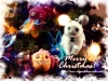 Filename=acxmas2012.jpg
Filesize=196KiB
Dimensions=600x450
Date added=Dec 25, 2012 acxmas2012.jpg