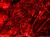 Filename=rage.jpg
Filesize=214KiB
Dimensions=1024x768
Date added=Sep 02, 2009 rage.jpg
