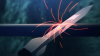 Filename=tozxep0600050.png
Filesize=1152KiB
Dimensions=1920x1090
Date added=Sep 15, 2016 tozxep0600050.png
