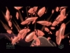 Filename=vlcsnap-145411.png
Filesize=421KiB
Dimensions=640x480
Date added=Jun 02, 2008 vlcsnap-145411.png